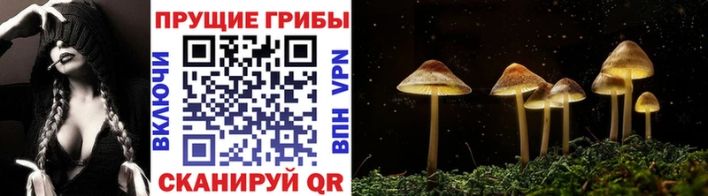 Псилоцибиновые грибы Cubensis  Онега 